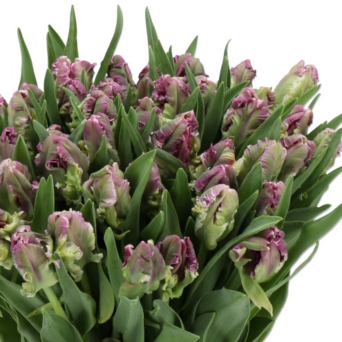 TULIPS MYSTERIOUS PARROT