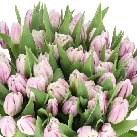 TULIPS MYSTIC FLAME