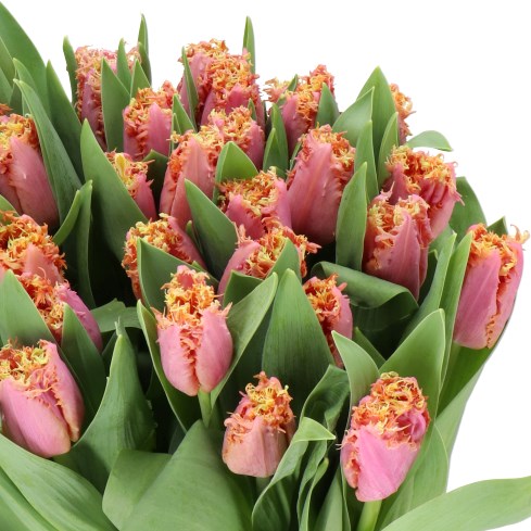 TULIPS MYSTIC HARMONY