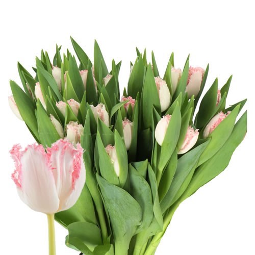 TULIPS NEGLIGE