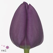 TULIPS NEGRITA