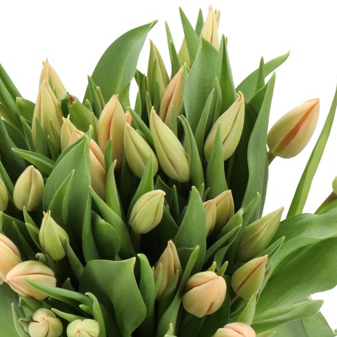 TULIPS NEL BOOTS