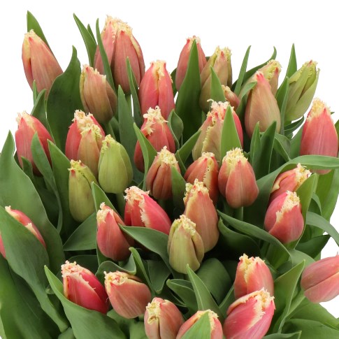 TULIPS NEW SANTA