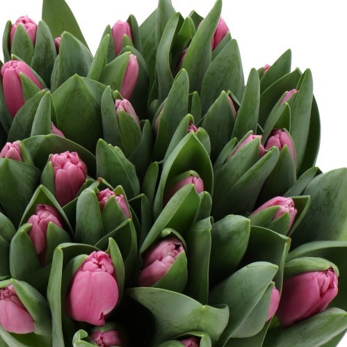 TULIPS NEW YORKER
