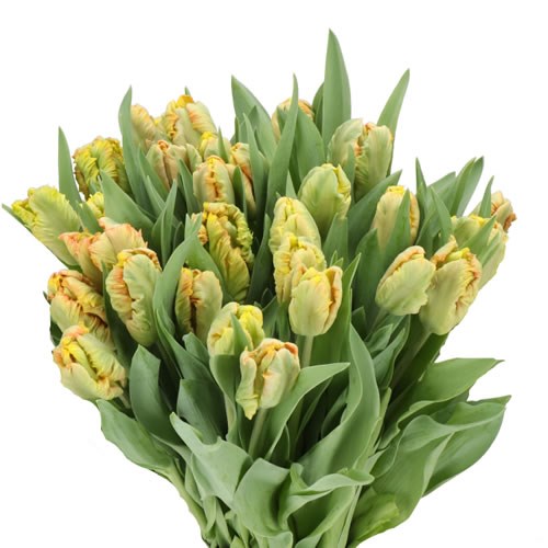 TULIPS NIGHTGLOW (PARROT)