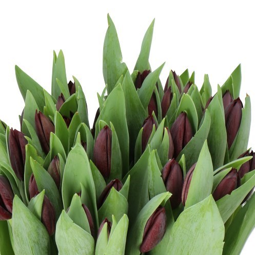 TULIPS NIGHTSHADE