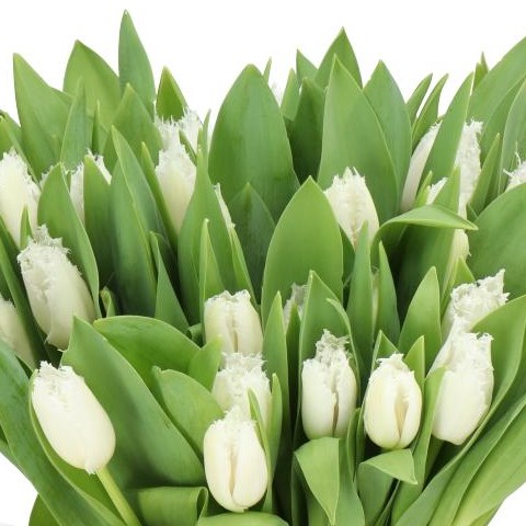 TULIPS NOORDEINDE