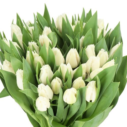 TULIPS NORTH POLE