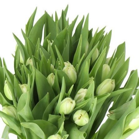 TULIPS NORTHCAP