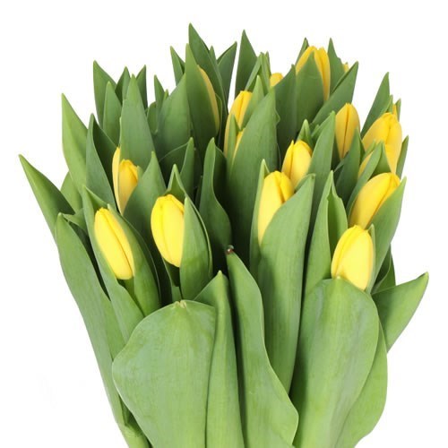 TULIPS NOVI SUN