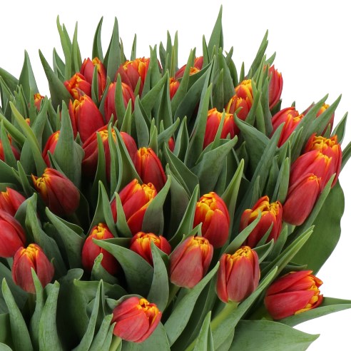 TULIPS NYENRODE
