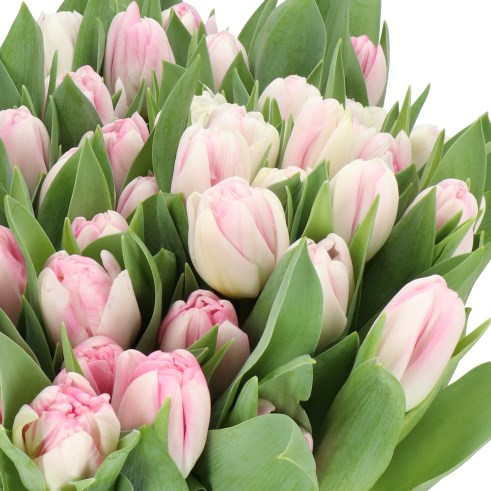 TULIPS OBSESSION