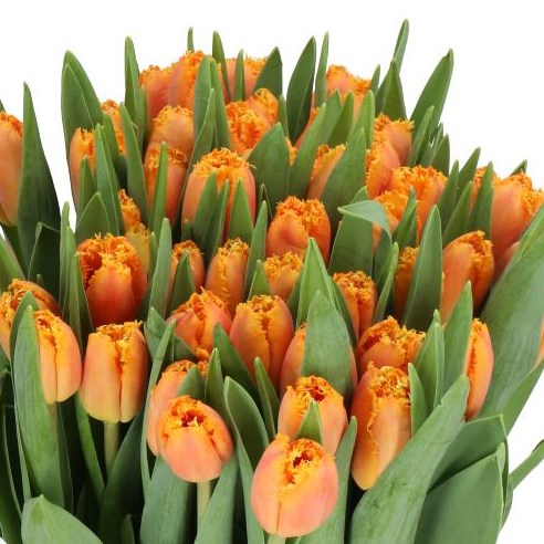 TULIPS OGENE