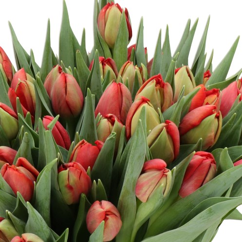 TULIPS OLD FAITHFUL