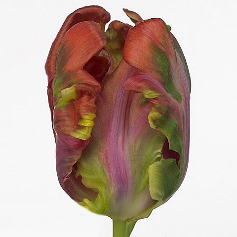 TULIPS ORANGE AIR (PARROT)