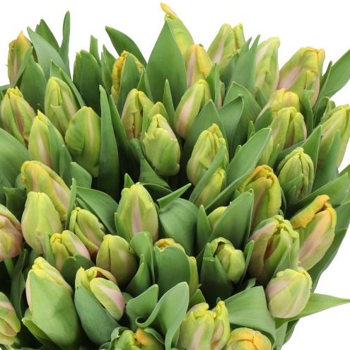 TULIPS ORANGE AIR (PARROT)