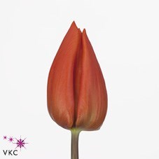 TULIPS ORANGE DREAM