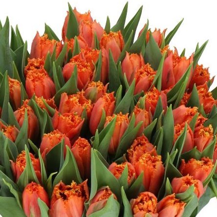 TULIPS ORANGE PASSION