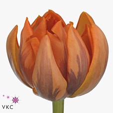 TULIPS ORANGE PRINCESS