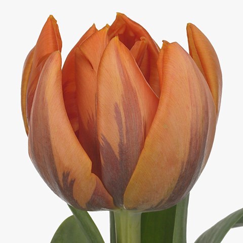 TULIPS ORANGE PRINCESS
