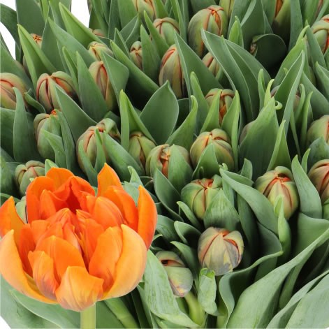 TULIPS ORANGE PRINCESS