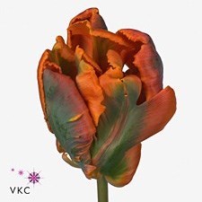 TULIPS ORANGE ROCOCO (PARROT)