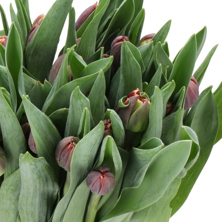TULIPS OUTBACK