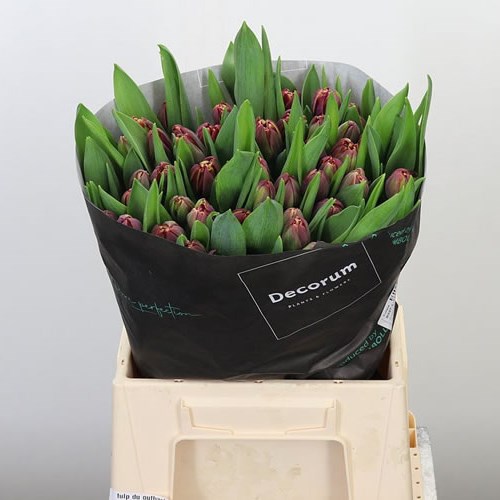 TULIPS OUTBACK
