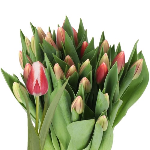 TULIPS OUTFIT