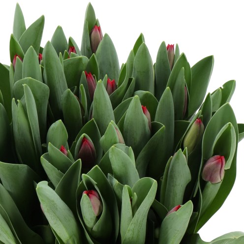 TULIPS PACHA