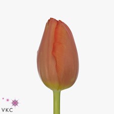 TULIPS PALAZZO