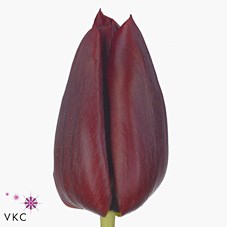 TULIPS PALLADA