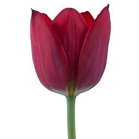 TULIPS PALLADA