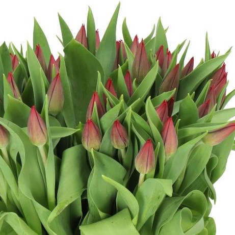 TULIPS PALLADA