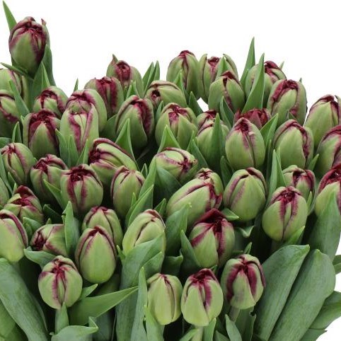 TULIPS PALMYRA