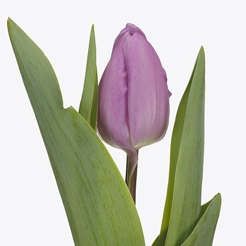 TULIPS PARADERO