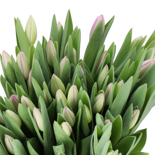 TULIPS PARADERO