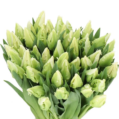 TULIPS PARROT AGRASS