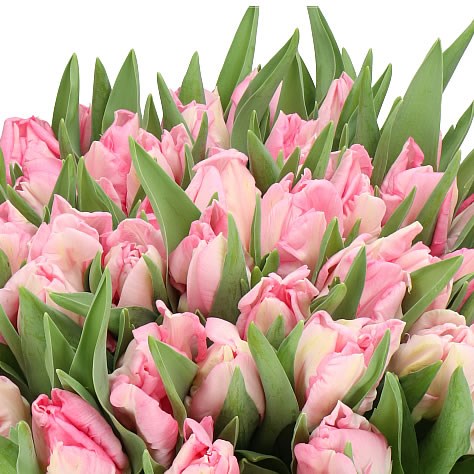 TULIPS PARROT DYNASTY