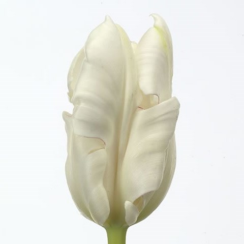 TULIPS PARROT INZELL