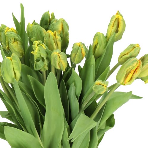 TULIPS PARROT KING
