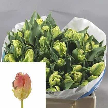 TULIPS PARROT LADY