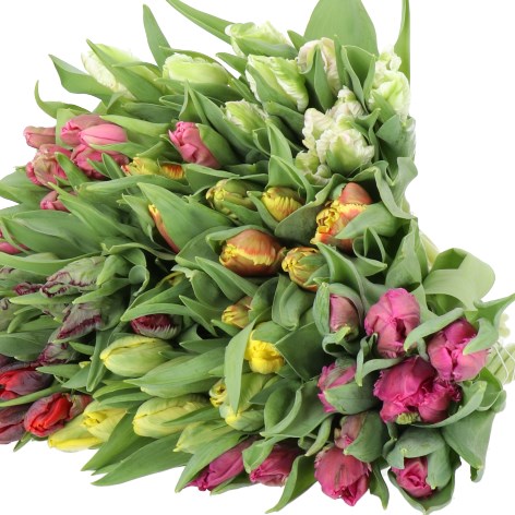 TULIPS PARROT MIX