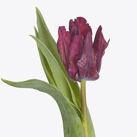 TULIPS PARROT NIGHT