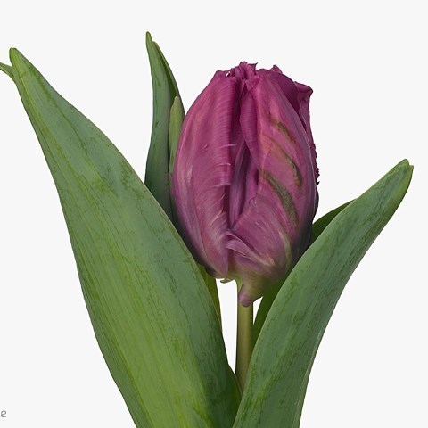TULIPS PARROT PRINCE