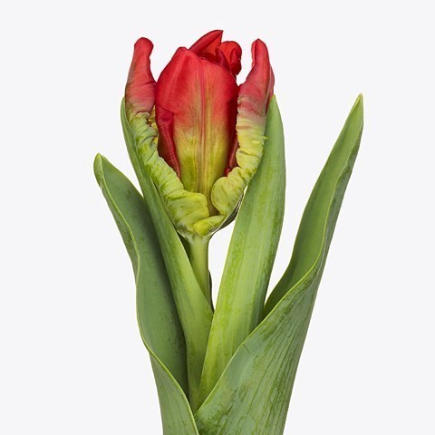 TULIPS PARROT SEADOV