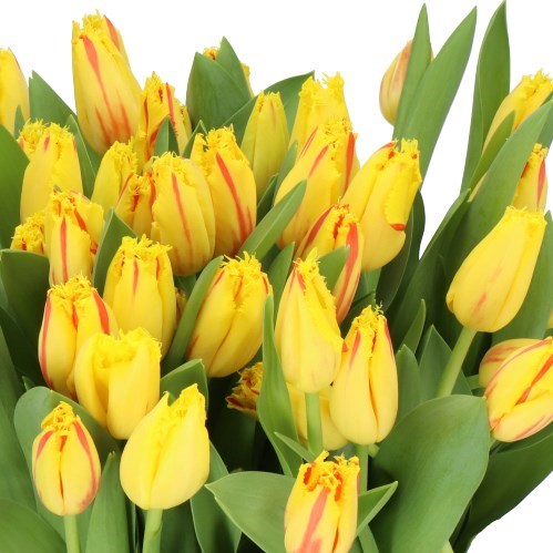 TULIPS PARTY CLOWN