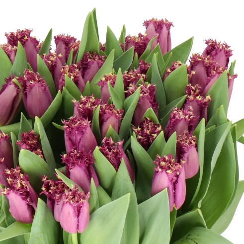 TULIPS PASARELLA