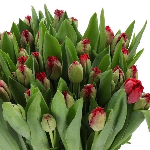 TULIPS PEARL HARBOR