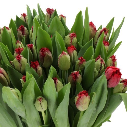 TULIPS PEARL HARBOR
